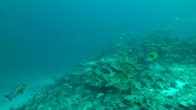 massive school of tropical fish swim over coral reef, Indian Ocean, Maldives
