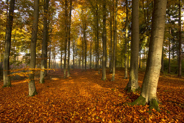 Autumn Forest./ Pomerania, Poland 