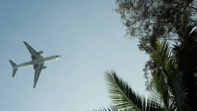 Passenger plane flying across the blue sky. The concept of vacation and holidays. People are flying to tropical countries. Palm tree leaves and wind. Summer all year round.