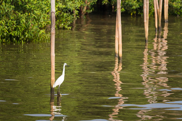 Great White Egret wading slowly through the mangroves.Thailand.