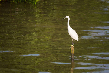 Great White Egret wading slowly through the mangroves.Thailand.