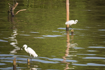 Great White Egret wading slowly through the mangroves.Thailand.