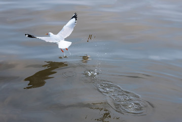Flying Seagull taking food from the sea at Bangpoo.Thailand.