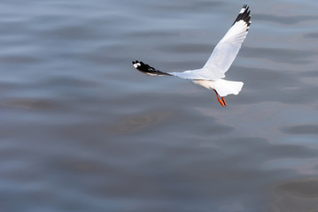 Flying Seagull taking food from the sea at Bangpoo.Thailand.