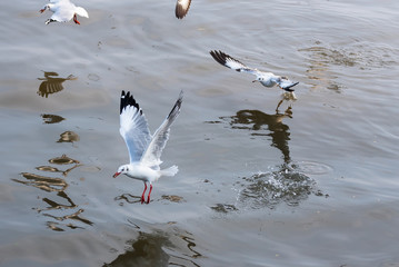 Flying Seagull taking food from the sea at Bangpoo.Thailand.