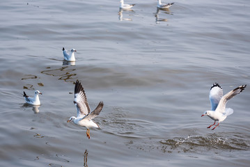 Flying Seagull taking food from the sea at Bangpoo.Thailand.