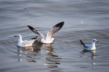 Seagull floating in the sea on the coast of Bangpoo, Thailand.