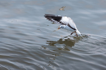Flying Seagull taking food from the sea at Bangpoo.Thailand.
