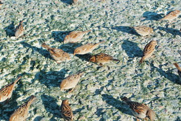Close-up of sparrows eating crumbs of bread on stones covered with dry green algae on the seashore, feeding birds at the city beach in the evening sun light.