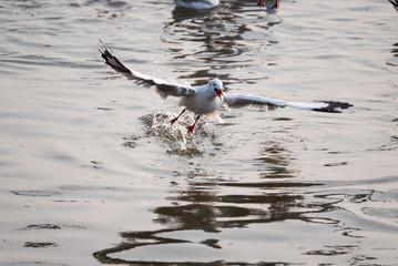 Flying Seagull taking food from the sea at Bangpoo.Thailand.