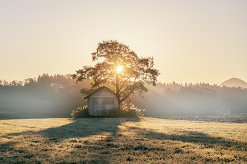 Abandoned shack, barn in the field at sunrise with tree next to it
