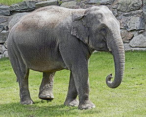 African elephant. Latin name - Loxodonta africana 