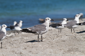 Seagull on Beach