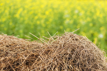 Straw pile in front of green and yellow
