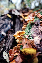 Kleine Baumpilze wachsen an der Rinde eines Baumes