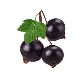 Blackcurrant branch with leaf