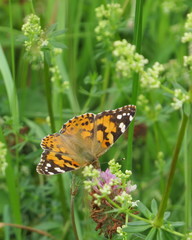 Butterfly on a flower