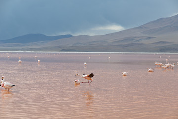 Obraz na płótnie Canvas Atacama Desert Bolivia