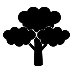 Broccoli fresh vegetable icon vector illustration graphic design