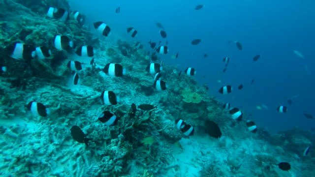 school of Black Pyramid Butterflyfish - Hemitaurichthys zoster swim over coral reef, Indian Ocean, Maldives 
