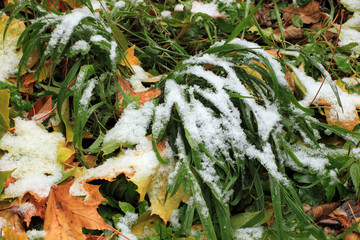 Fototapeta premium Set Snow on Grass, leaves and tree.