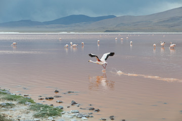 Atacama Desert Bolivia