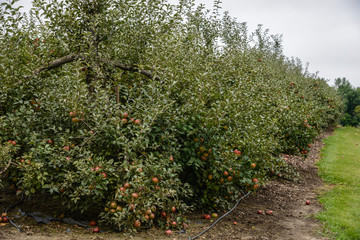 Fototapeta na wymiar Apples tree plantation