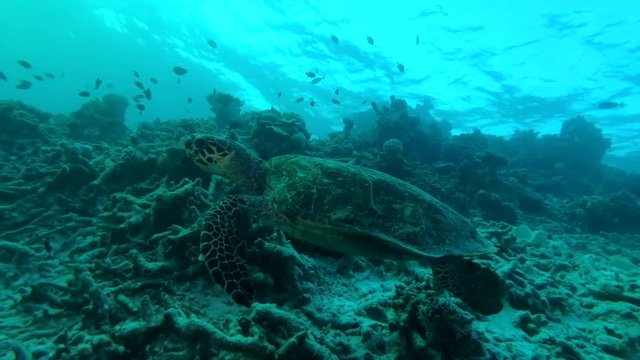 Sea turtle swim over reef - Indian Ocean, Maldives
