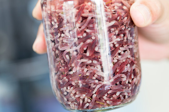 Background Fischoederius elongates is an important trematode of Paramphistomes in ruminants. 