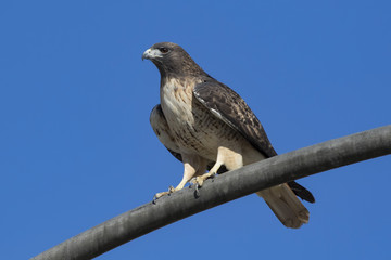 Bird hawk at light pole perch