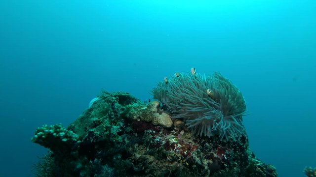 Maldive anemonefish - Amphiprion nigripes float in the current above the anemone, Indian Ocean, Maldives
