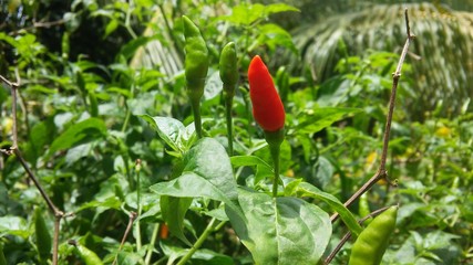 spicy little chilli plant