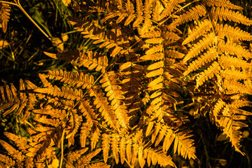 Abstract Autumn Design