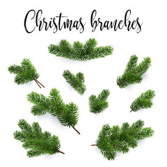 Set of fir branches. Christmas tree, pine, conifer. Realistic detailed vector illustrations. Symbol of Christmas and New Year isolated on white background for your design. EPS10