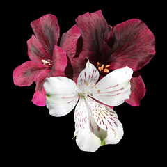 Pelargonium flowers burgundy and white alstroemeria isolated on black background 