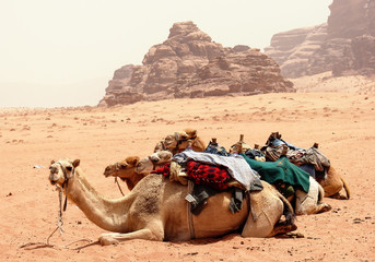 Camels in the dunes of Wadi rum desert, Jordan. Desert travel background