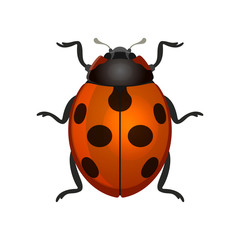 Red Ladybug on White Background. Vector