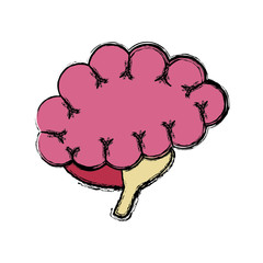 Human brain isolated icon vector illustration graphic design