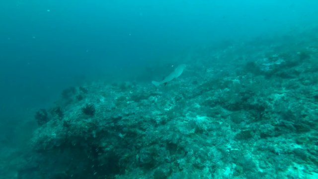 Whitetip reef shark - Triaenodon obesus swim over coral reef, Indian Ocean, Maldives
