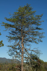 Old Pine Tree