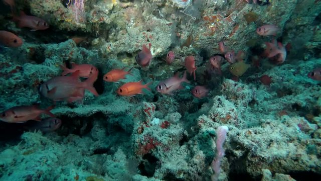 school of  Pinecone Soldierfish - Myripristis murdjan swim in the cave, Indian Ocean, Maldives
