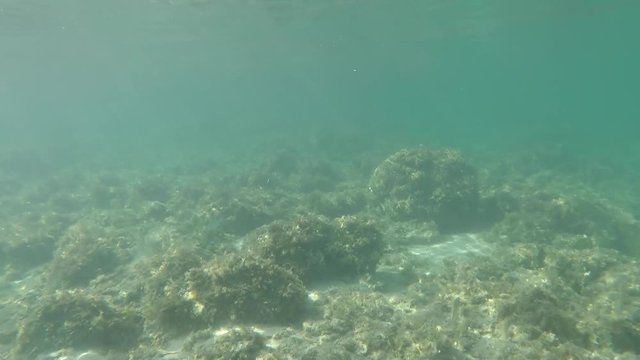 Snorkeling in San Giovanni di Sinis 