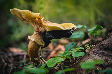 Pilz mit Schnecke im Herbswald