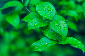 Folhas depois da chuva