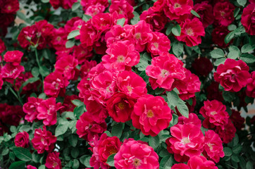 A wall of red roses background