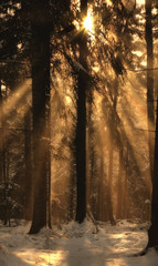 Warm Light in the Cold Forest