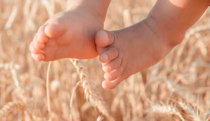 Baby legs against the background of wheat