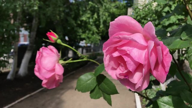 Beautiful rose in the background is doctor woman authentic view of the rose-Bush of a full road pink