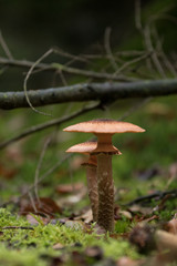 Mushroom pair