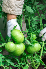 Женщина собирает урожай томатов. Очень крупные помидоры. Очень вкусные витамины. The woman reaps a crop of tomatoes. Very large tomatoes. Very tasty vitamins